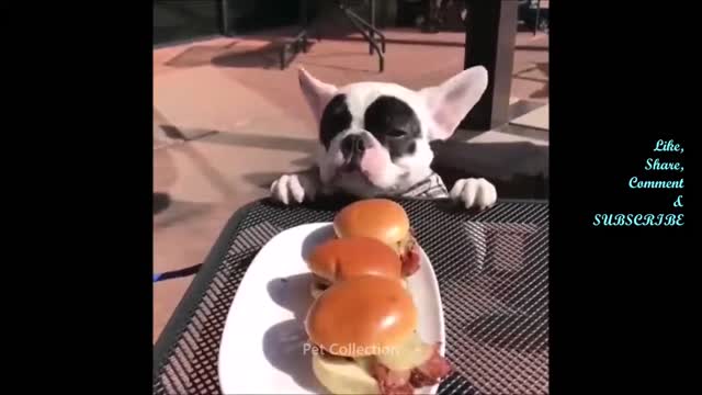 Cute And Funny Pet Videos Compilation - Funny Dog Videos - Baby Dogs