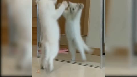 Baby cat 🐱Cat Tries Copying Baby to Get Attention