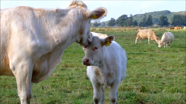 Calf Showing Some Carring And Emotion To Gis Wife Cow