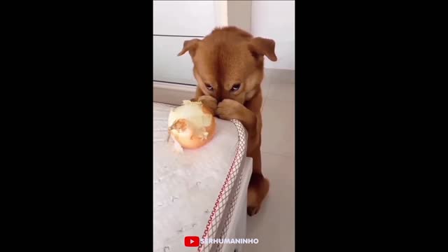 videos de animais engraçado funny funny pet compilation