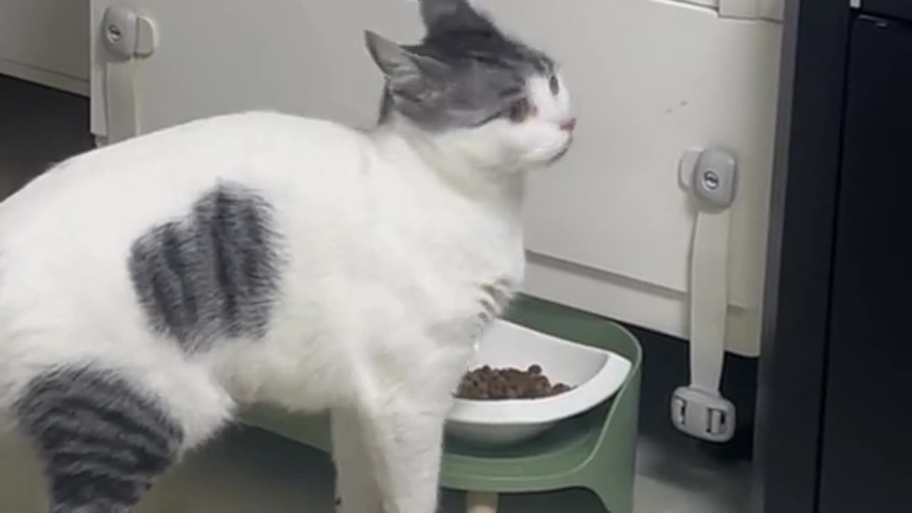 Cat's confused by the strange sounds.