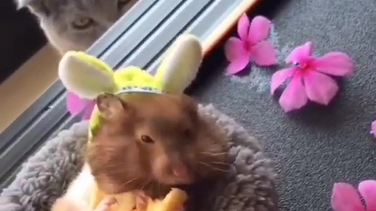 🙏❤️🎉🎉🎉🎊🎊🎊️SWEET AND FUNNY ANIMALS SHOTS 🙏❤️❤️🎉🎉🎉🎊🎊🎊