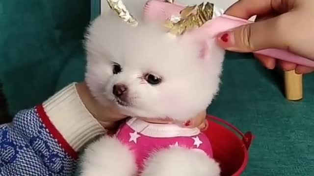 cute puppy