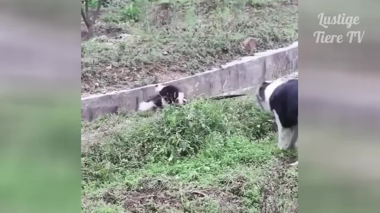 funny dogs and cats in actions