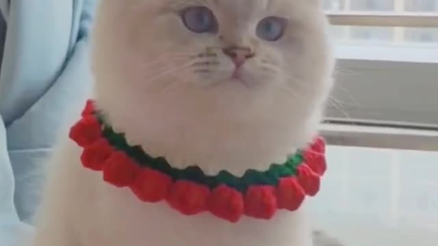 It's like a human peeking at me