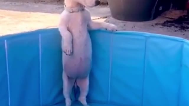 A dog standing in the water