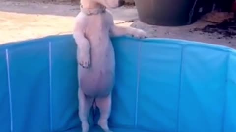 A dog standing in the water