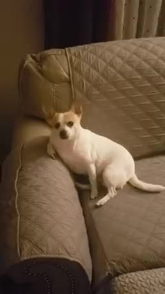 Chihuahua Has His Favorite Spot