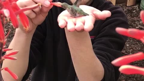 Hummingbird Feeds Out of Man's Hand