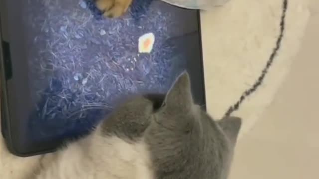 Best Funny Cats Compilation 2022 -