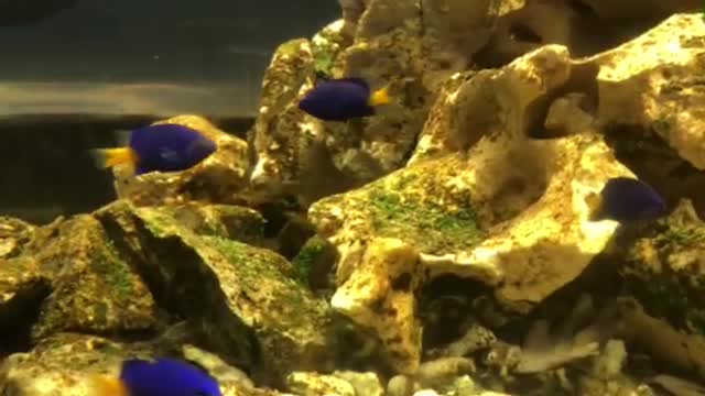Come and see the fish.