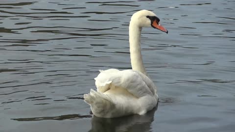 White Swan