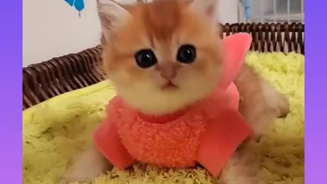 Cute and Funny Cat Videos Compilation 2021_ |11|_#shorts