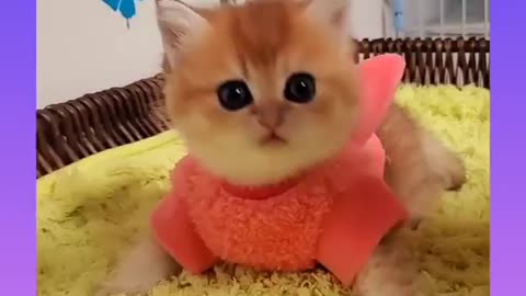 Cute and Funny Cat Videos Compilation 2021_ |11|_#shorts