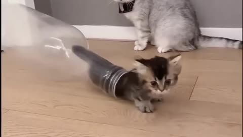 Cleaver funny cats video 🤩