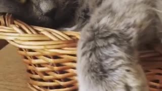 Grumpy grey cat sits in woven basket