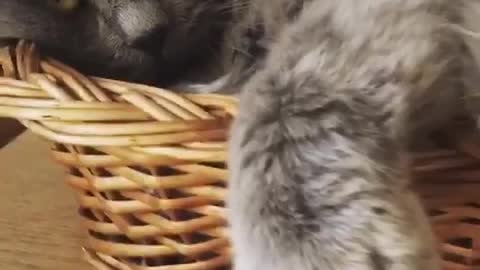 Grumpy grey cat sits in woven basket