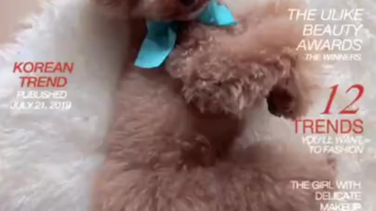 Cute puppies doing funny things