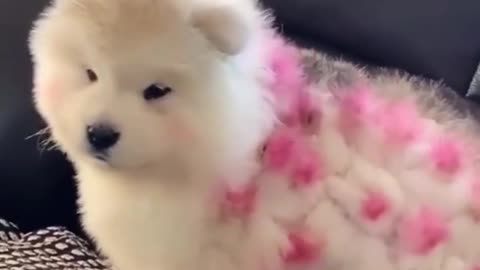 Funny and cute dog video