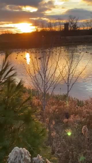 Sunset over geese in pond