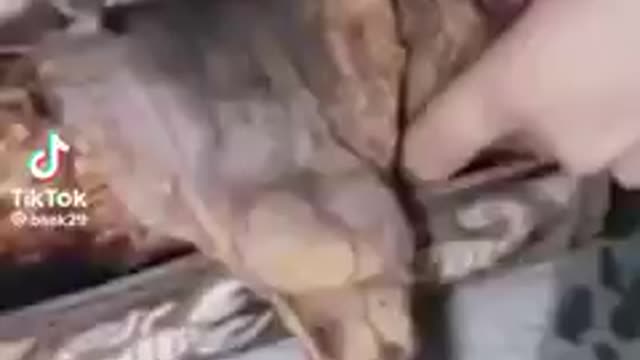 Is this real or fake