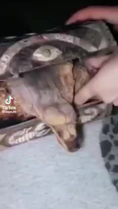 Is this real or fake