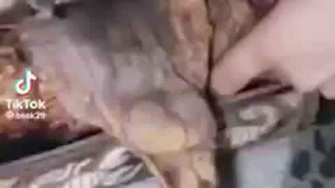 Is this real or fake