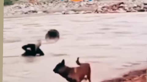 Doggy funny video
