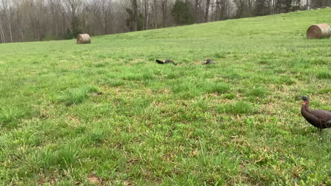 Monster Double Gobblers