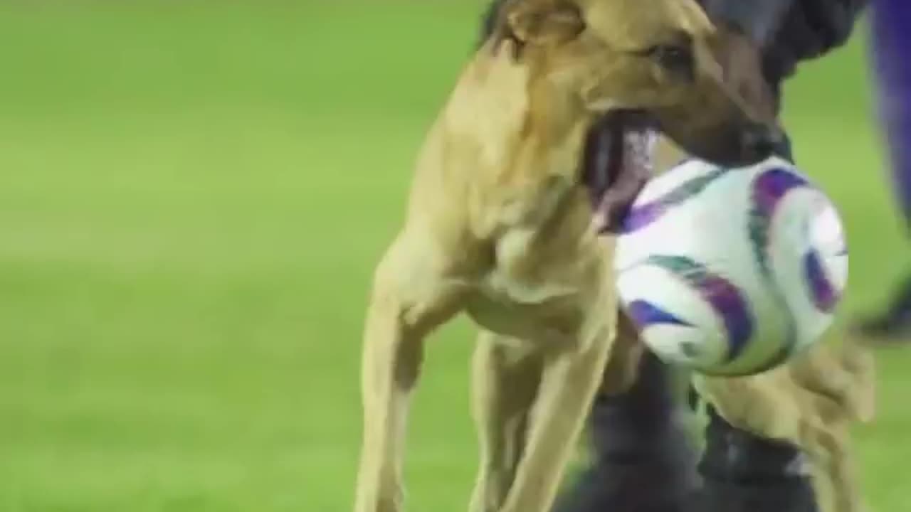 Funny and Adorable Dog Trolls Football Game