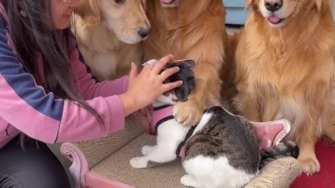 The kitten doesn't like to brush its teeth. The big dog gently put his hand on it to comfort it