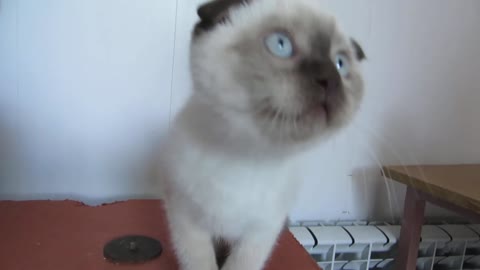 Котятки