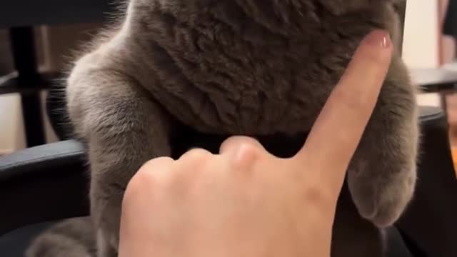 It glared at me with its eyes