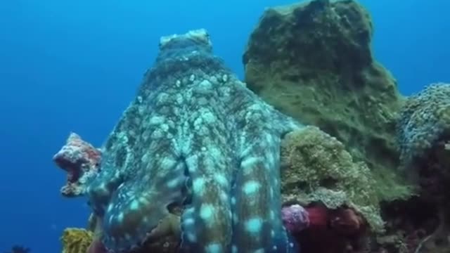 Octopus camouflage and color matching is wonderful