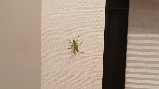 Grasshopper in the house