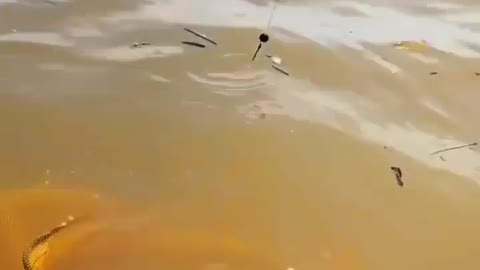 This is a beautiful and charming water-dwelling species