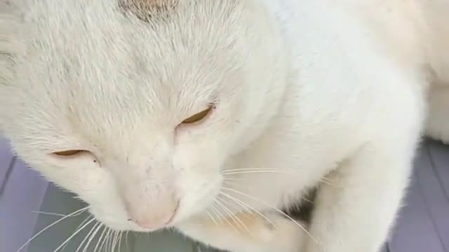 So Cute Cats