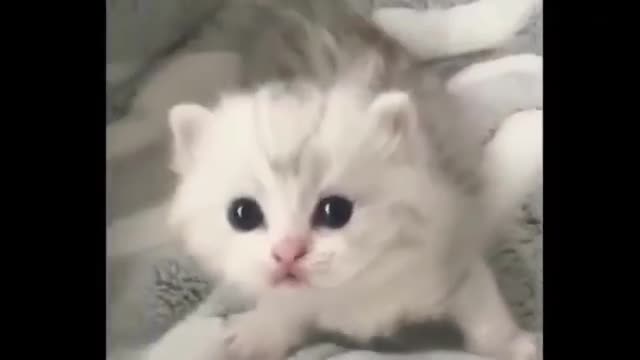 funny cat video | cat video