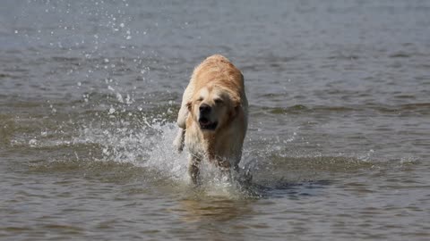 Dog Runing in Sea Intresting