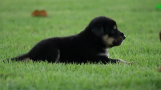 Puppy baby dog playing in the green park