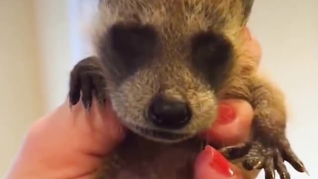 3 Minutes Of The Cutest Animals In The Whole World | Bet you can't find animals cuter than these 💗