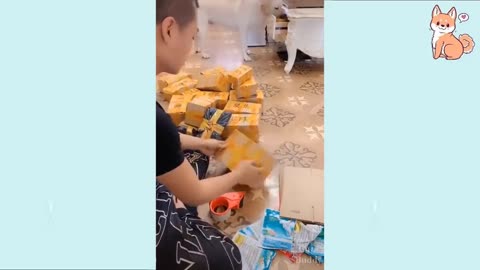 laughing at all the DOGS ☻ Funny DOG Videos ☻