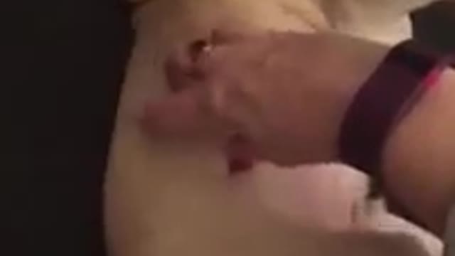 Gizmo the Pug loves to be tickled