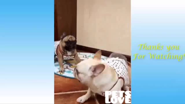 Cats and Dogs FUNny videos