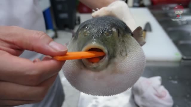 Puffer fish eating carrots