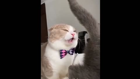 Funny cat