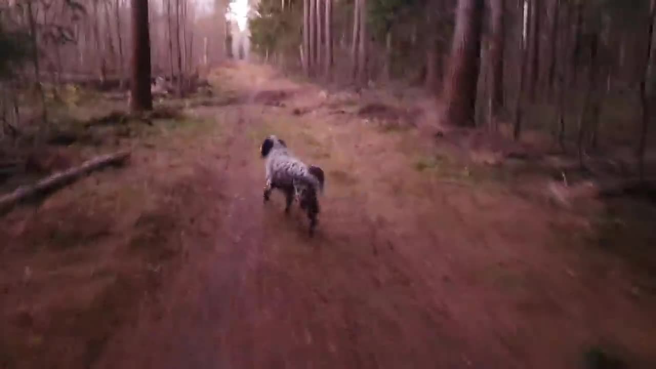 Alice is a fox. Dogs in the forest