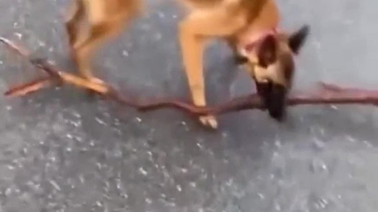 Animals funny video