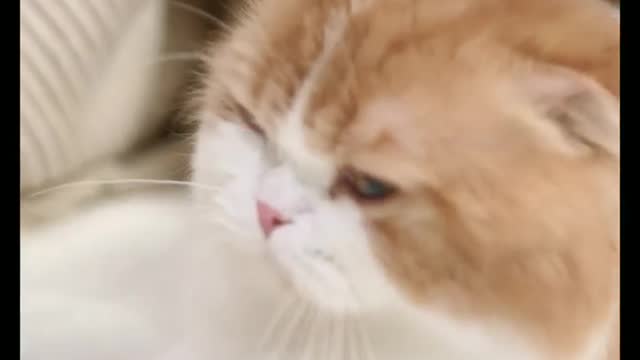 Funny Cat Sounds |What is cats love baby Disney why cats purr