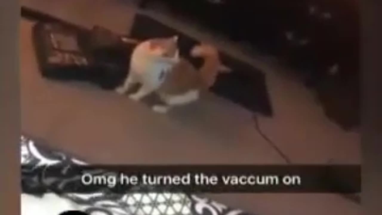 Funny Cat 🐈 videos